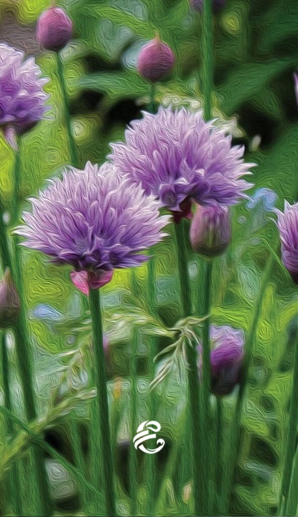 Common Chives