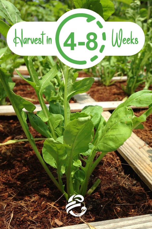 Harvest Arugula In 4 - 8 Weeks