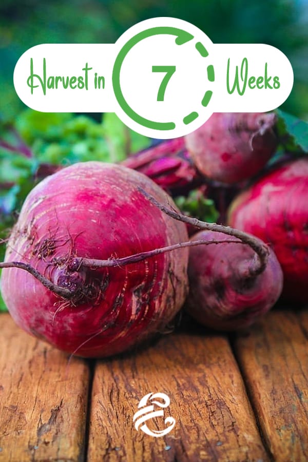 Harvest Baby Beets in 7 weeks