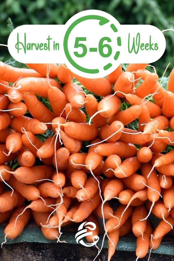Harvest Baby Carrots in 5-6 Weeks