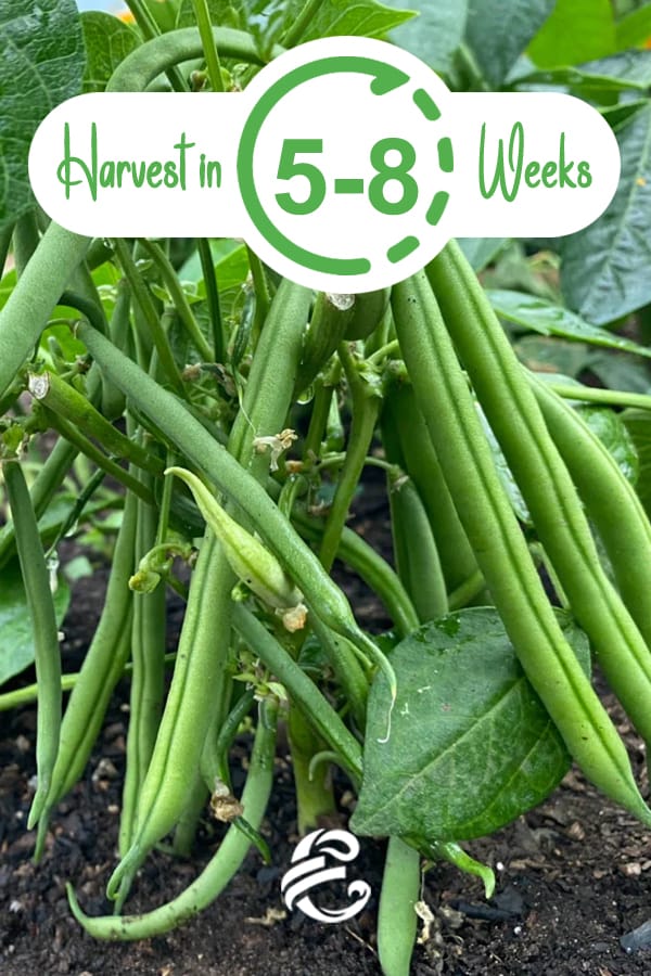 Harvest Beans in 5-8 Weeks