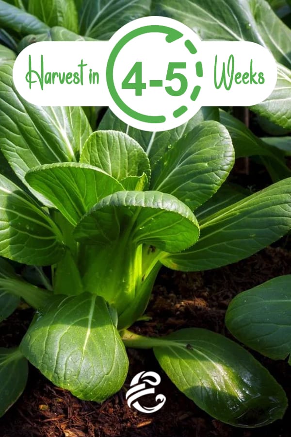 Harvest Bok Choy in 4 - 5 weeks