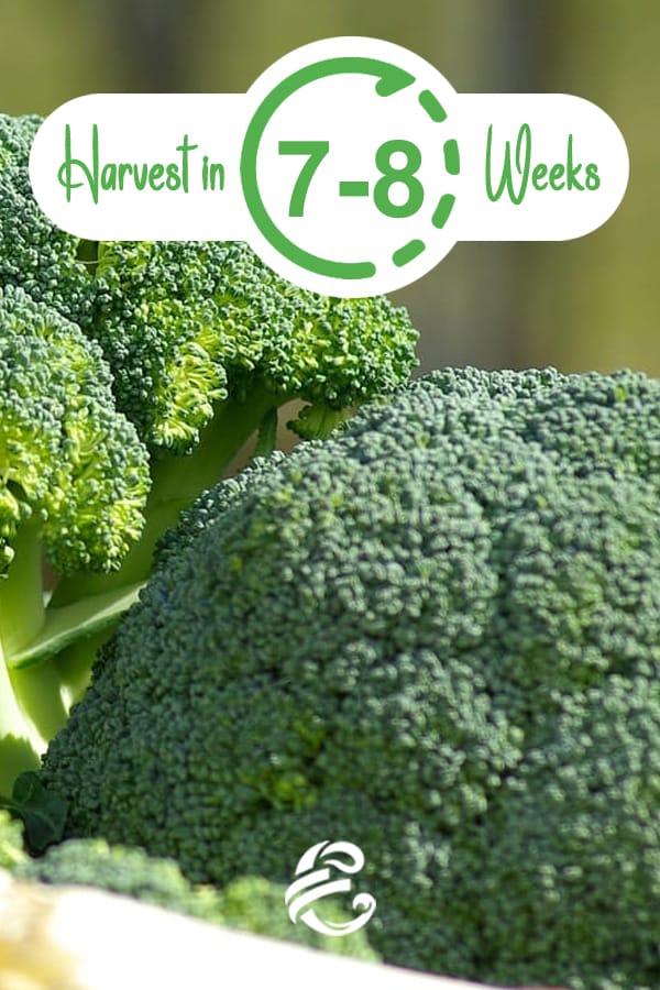 Harvest Broccoli in 7-8 Weeks