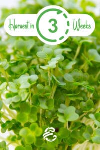 Harvest Cress in 3 weeks