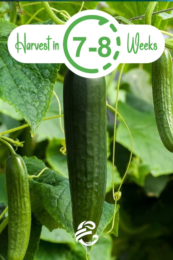 Harvest Cucumbers in 7-8 Weeks