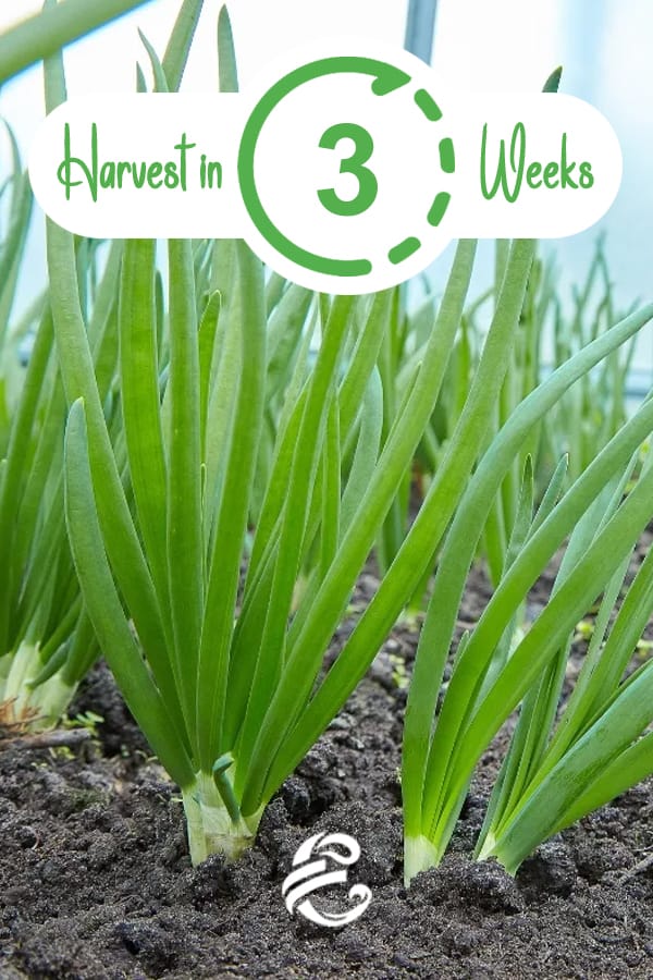 Harvest Green Onions in 3 weeks