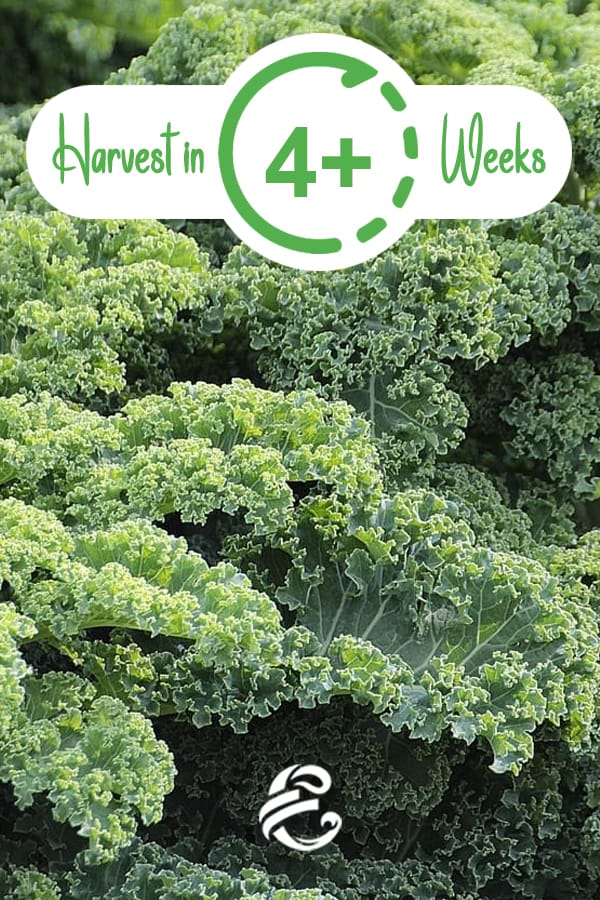 Harvest Kale In 4 Weeks and up