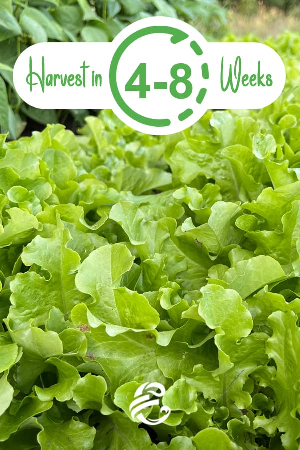 Harvest Lettuce In 4 - 8 Weeks