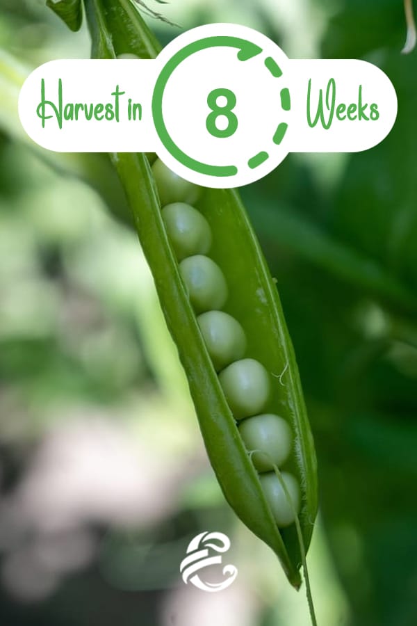 Harvest Peas in 6-8 Weeks