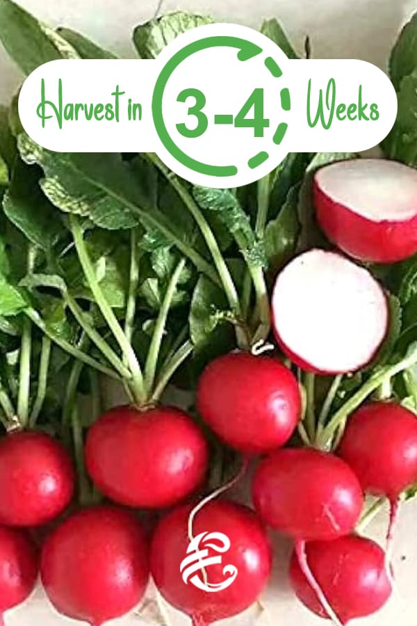 Harvest Radishes In 3-4 Weeks
