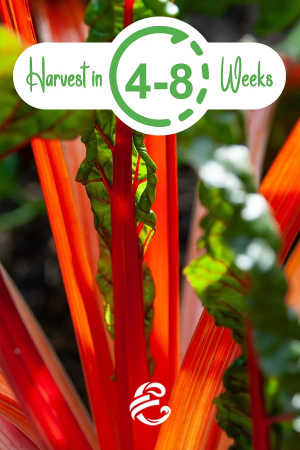 Harvest Spinach or Swiss Chard In 4 - 8 Weeks