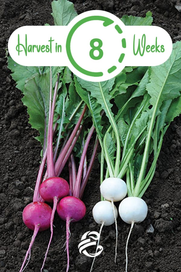 Harvest Turnips in 8 weeks