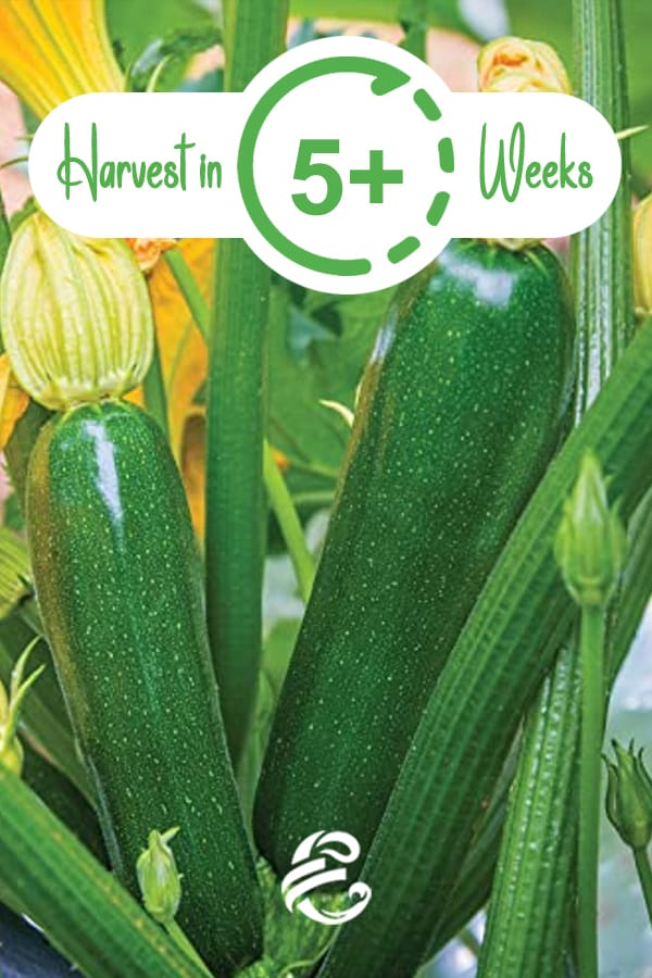 Harvest Zucchini & Summer Squash In 5 Weeks and up